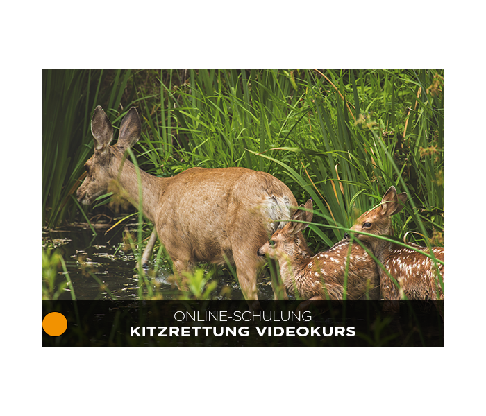 Kitzrettung Videokurs