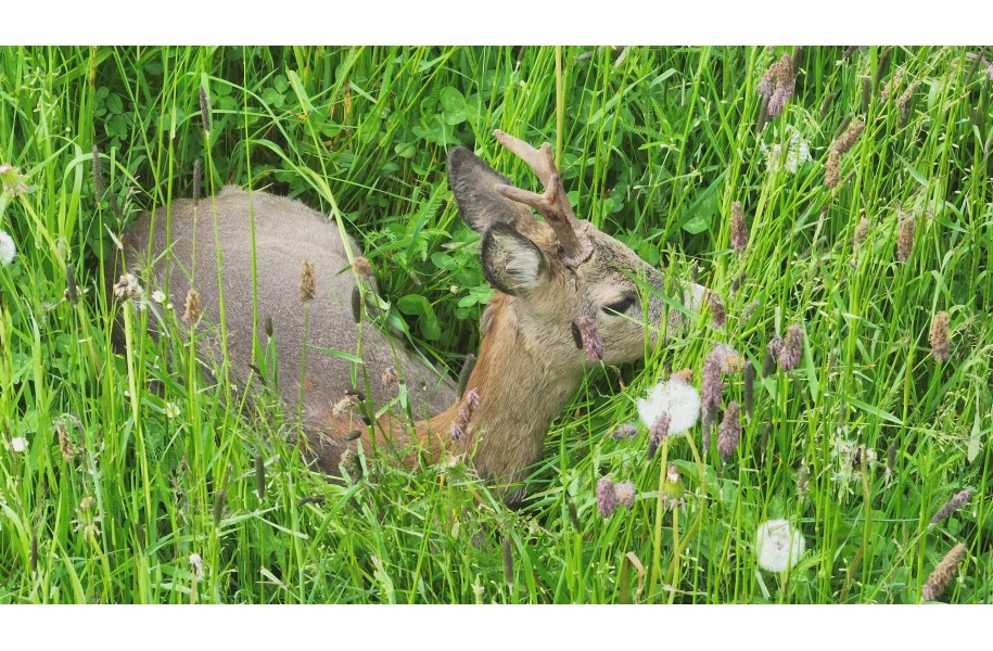 Bis zu 3.000 € sichern und Rehkitze retten