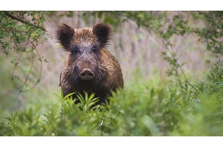 Neue Richtlinie zur Drohnenförderung: Einsatz bei Rehkitzrettung und ASP (Afrikanischer Schweinepest)