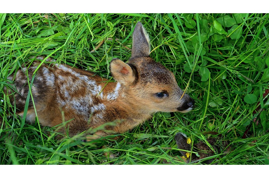 Bis zu 3.000 € sichern und Rehkitze retten