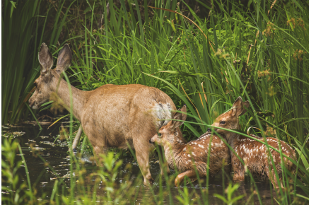 BMEL fördert erneut Drohnen zur Rehkitzrettung